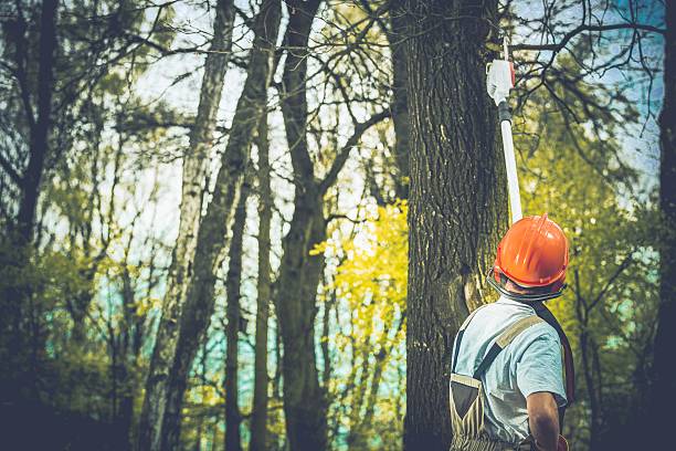 Best Commercial Tree Services  in Berry Creek, CA