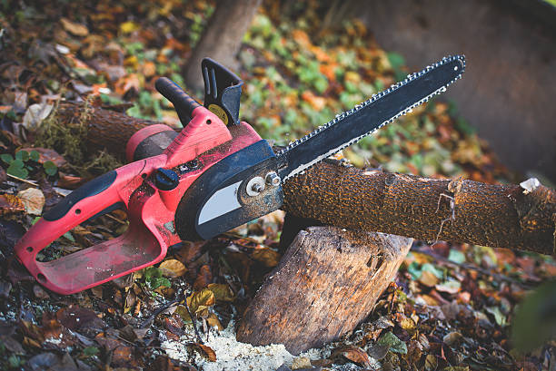 Trusted Berry Creek, CA Tree Care Experts