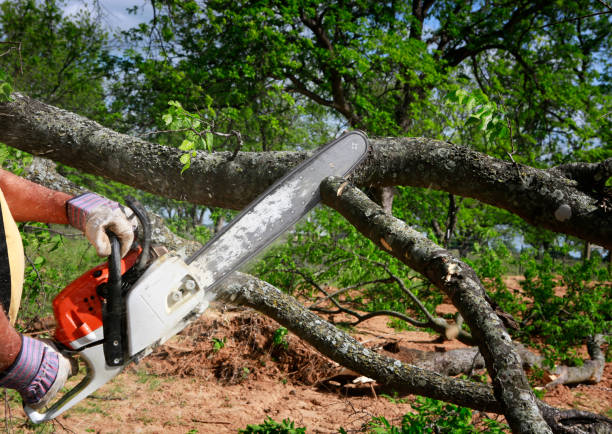 How Our Tree Care Process Works  in  Berry Creek, CA